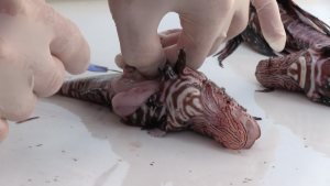 Sébastien Gréaux, the Nature Reserve's Marine Specialist, analyzes the stomach content of a lionfish.